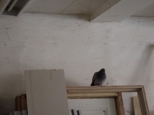 P4240084_800x600